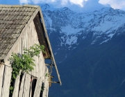 Frühsommer am Mieminger Berg – „Verneige Dich vor dem Holunderbaum“