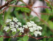 Frühsommer am Mieminger Berg – „Verneige Dich vor dem Holunderbaum“