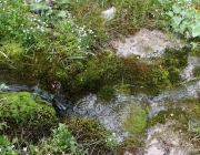 Spurensuche im Quellgebiet des Stöttlbachs