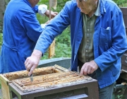 Oskar und Walter Burgschwaiger - Altmeister der Imkerei