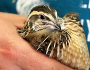 Kleintierschau des KTZV T22 Wildspitze im Gemeindesaal Mieming