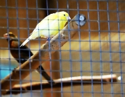 Kleintierschau des KTZV T22 Wildspitze im Gemeindesaal Mieming