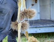 Erntedankkrone – Symbol der eingebrachten Ernte