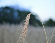 Erntedankkrone – Symbol der eingebrachten Ernte