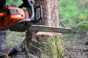 Ein Baum wird „Mai-Baum“ – Wir begleiten die stattliche Fichte zum Fest