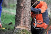 Ein Baum wird „Mai-Baum“ – Wir begleiten die stattliche Fichte zum Fest