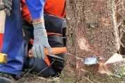 Ein Baum wird „Mai-Baum“ – Wir begleiten die stattliche Fichte zum Fest