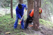 Ein Baum wird „Mai-Baum“ – Wir begleiten die stattliche Fichte zum Fest