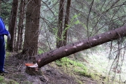 Ein Baum wird „Mai-Baum“ – Wir begleiten die stattliche Fichte zum Fest