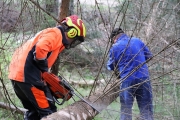 Ein Baum wird „Mai-Baum“ – Wir begleiten die stattliche Fichte zum Fest