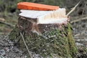 Ein Baum wird „Mai-Baum“ – Wir begleiten die stattliche Fichte zum Fest