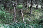 Ein Baum wird „Mai-Baum“ – Wir begleiten die stattliche Fichte zum Fest