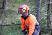Ein Baum wird „Mai-Baum“ – Wir begleiten die stattliche Fichte zum Fest