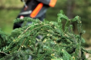 Ein Baum wird „Mai-Baum“ – Wir begleiten die stattliche Fichte zum Fest