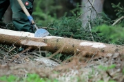 Ein Baum wird „Mai-Baum“ – Wir begleiten die stattliche Fichte zum Fest