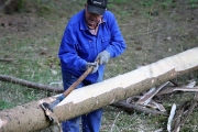 Ein Baum wird „Mai-Baum“ – Wir begleiten die stattliche Fichte zum Fest