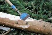 Ein Baum wird „Mai-Baum“ – Wir begleiten die stattliche Fichte zum Fest