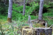 Ein Baum wird „Mai-Baum“ – Wir begleiten die stattliche Fichte zum Fest