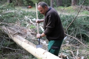 Ein Baum wird „Mai-Baum“ – Wir begleiten die stattliche Fichte zum Fest