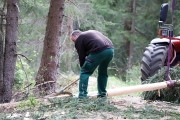 Ein Baum wird „Mai-Baum“ – Wir begleiten die stattliche Fichte zum Fest