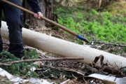 Ein Baum wird „Mai-Baum“ – Wir begleiten die stattliche Fichte zum Fest