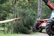 Ein Baum wird „Mai-Baum“ – Wir begleiten die stattliche Fichte zum Fest