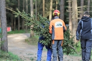 Ein Baum wird „Mai-Baum“ – Wir begleiten die stattliche Fichte zum Fest