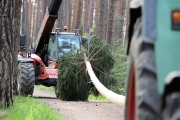 Ein Baum wird „Mai-Baum“ – Wir begleiten die stattliche Fichte zum Fest