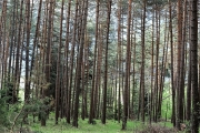 Ein Baum wird „Mai-Baum“ – Wir begleiten die stattliche Fichte zum Fest