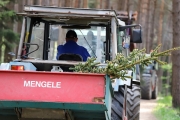 Ein Baum wird „Mai-Baum“ – Wir begleiten die stattliche Fichte zum Fest