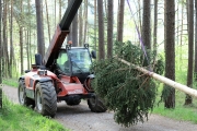 Ein Baum wird „Mai-Baum“ – Wir begleiten die stattliche Fichte zum Fest