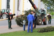 Ein Baum wird „Mai-Baum“ – Wir begleiten die stattliche Fichte zum Fest