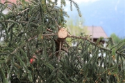 Ein Baum wird „Mai-Baum“ – Wir begleiten die stattliche Fichte zum Fest