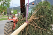 Ein Baum wird „Mai-Baum“ – Wir begleiten die stattliche Fichte zum Fest