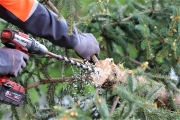 Ein Baum wird „Mai-Baum“ – Wir begleiten die stattliche Fichte zum Fest