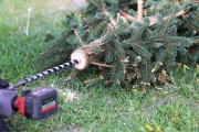 Ein Baum wird „Mai-Baum“ – Wir begleiten die stattliche Fichte zum Fest