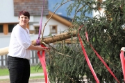 Ein Baum wird „Mai-Baum“ – Wir begleiten die stattliche Fichte zum Fest