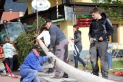 Ein Baum wird „Mai-Baum“ – Wir begleiten die stattliche Fichte zum Fest