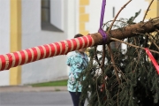 Ein Baum wird „Mai-Baum“ – Wir begleiten die stattliche Fichte zum Fest