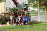 Ein Baum wird „Mai-Baum“ – Wir begleiten die stattliche Fichte zum Fest