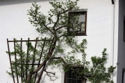 Ein Baum wird „Mai-Baum“ – Wir begleiten die stattliche Fichte zum Fest