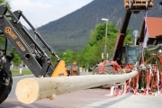 Ein Baum wird „Mai-Baum“ – Wir begleiten die stattliche Fichte zum Fest