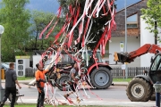 Ein Baum wird „Mai-Baum“ – Wir begleiten die stattliche Fichte zum Fest