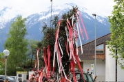 Ein Baum wird „Mai-Baum“ – Wir begleiten die stattliche Fichte zum Fest