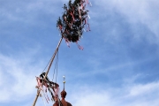 Ein Baum wird „Mai-Baum“ – Wir begleiten die stattliche Fichte zum Fest