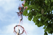 Ein Baum wird „Mai-Baum“ – Wir begleiten die stattliche Fichte zum Fest