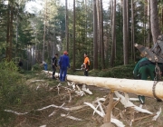 Der Maibaum 2017 In Barwies