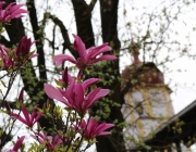 Maifest 2013 – „Maibaum-Anschlag konnte das Fest nicht verhindern“