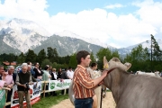 Maifest und 6. Braunviehschau 2011 am Badesee in Mieming