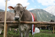Maifest und 6. Braunviehschau 2011 am Badesee in Mieming